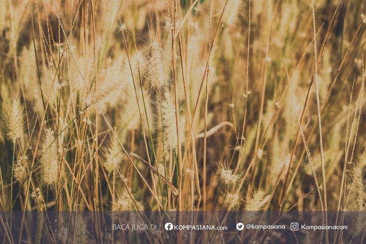 Pagi Cerah di Tamari: Jalan Menuju Hiburan Tanpa Antrean
